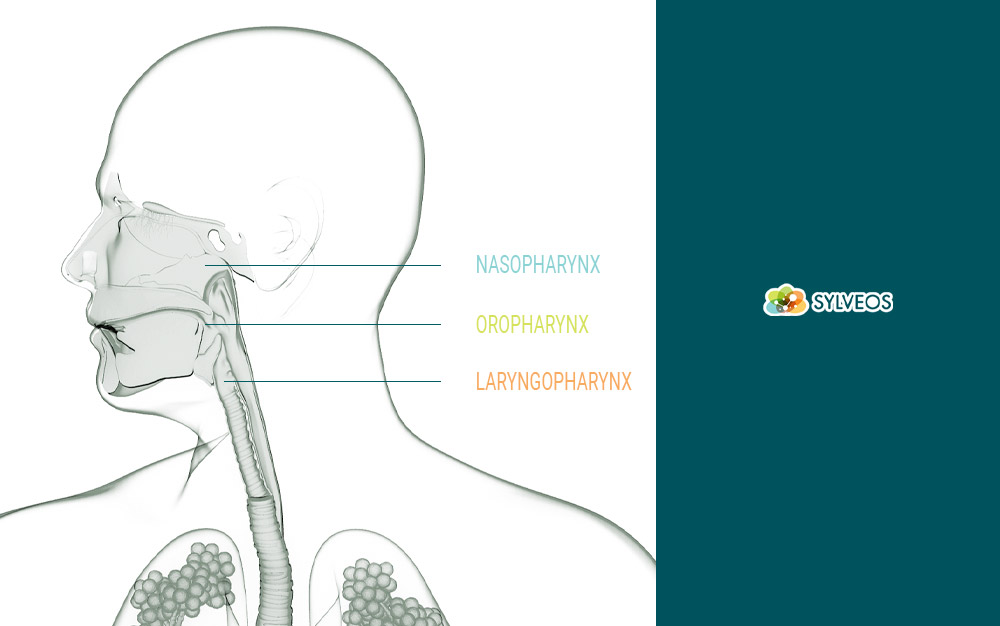illustration du rhume inflammation aigue muqueuse nasopharynx